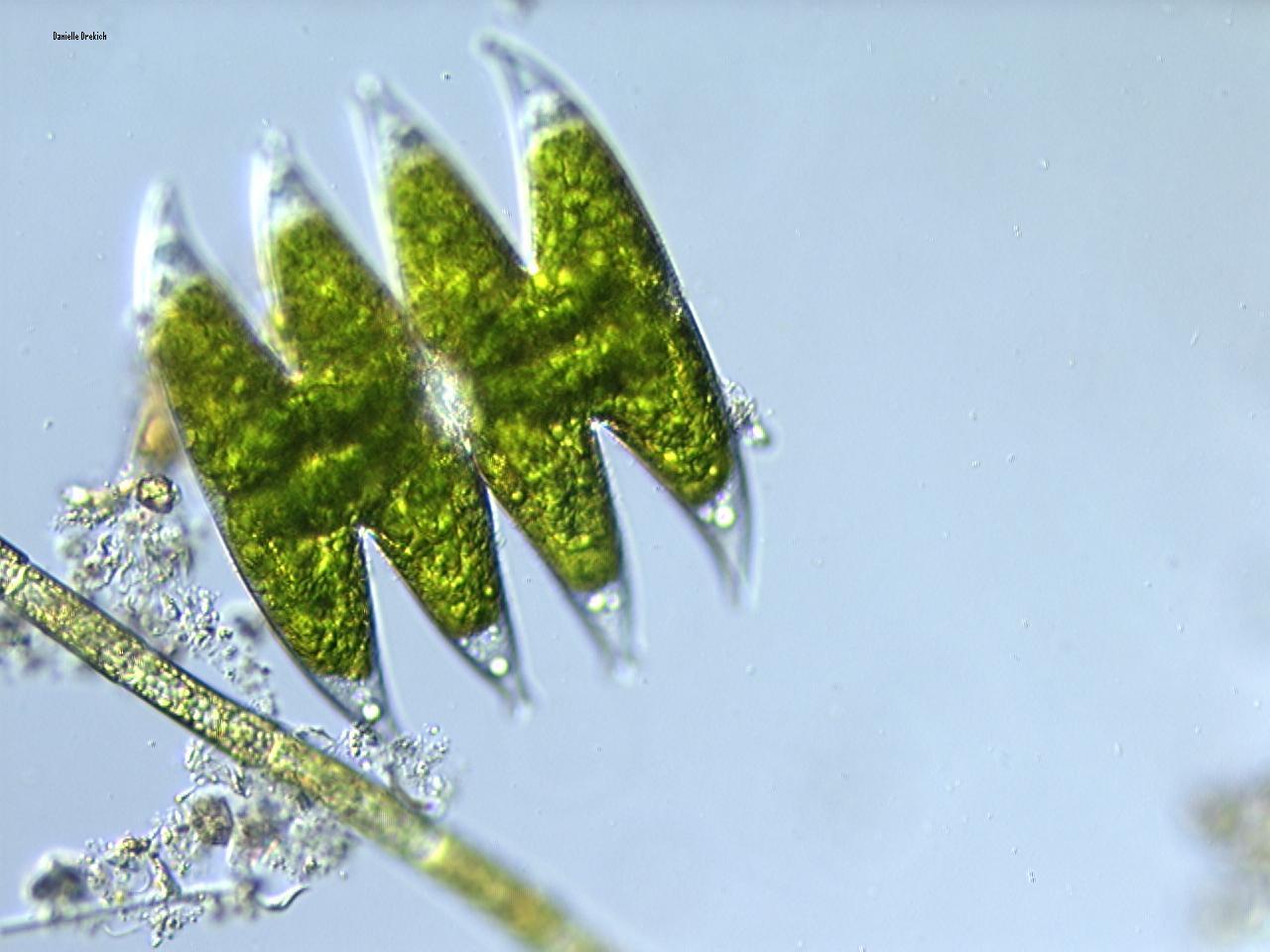 Micrasterias
